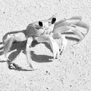 Yellow Crab